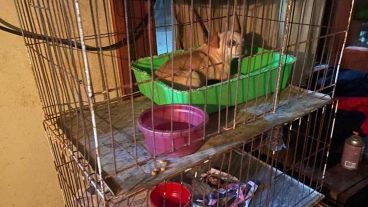 Los organismos de protección animal de la municipalidad entregarán en adopción a los perritos.