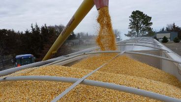 Los acopios, tanto privados como de cooperativas, son los principales acreedores comerciales de Vicentin.