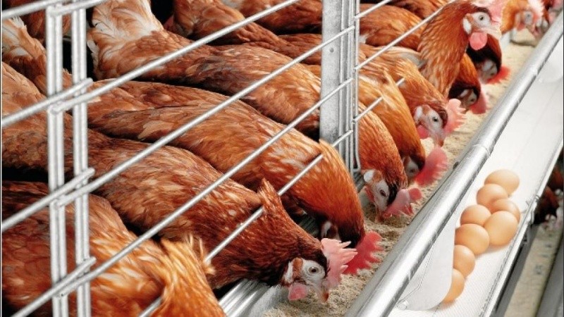 La gripe aviar es muy grave para las aves y existe una alta tasa de mortalidad. 