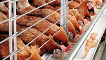 La gripe aviar es muy grave para las aves y existe una alta tasa de mortalidad.