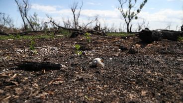 El relevamiento realizado el año pasado en la Isla de los Mástiles.