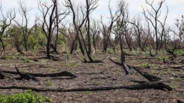 El relevamiento realizado el año pasado en la Isla de los Mástiles.