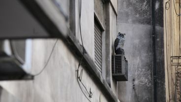 El búho esperando por las palomas en la ventana del departamento del centro de Rosario.