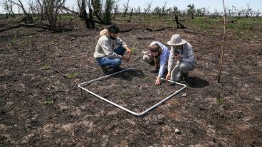 El equipo de vegetación analiza el impacto del fuego por parcelas.