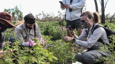 Una planta cleome comida por insectos llamó la atención de los investigadores.