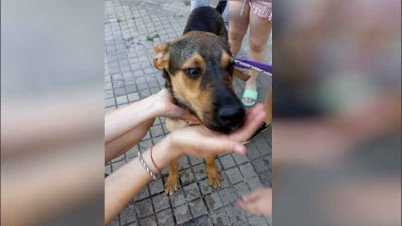 Los vecinos pidieron ayuda para rescatar al animal.