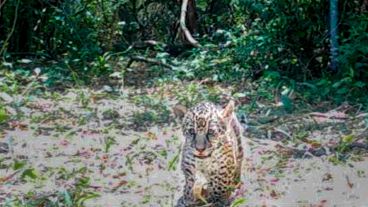 Los cachorros están en buen estado de salud.