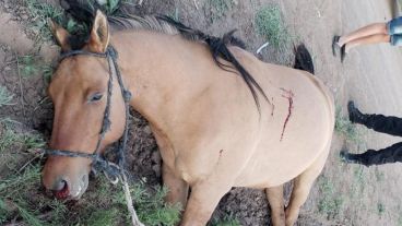 El caballo fue baleado este domingo.