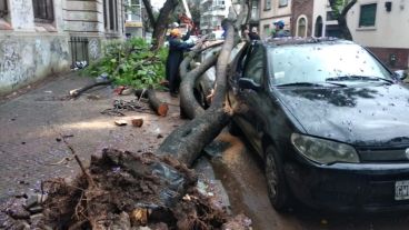 El árbol provocó daños en dos vehículos.
