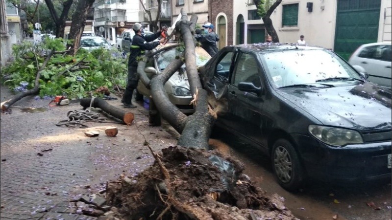 El árbol provocó daños en dos vehículos.