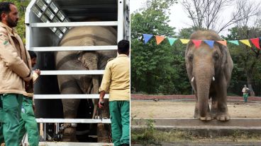 El paquidermo de 37 años recorrió casi 4.000 kilómetros hasta el santuario de Kulen Prom Tep.