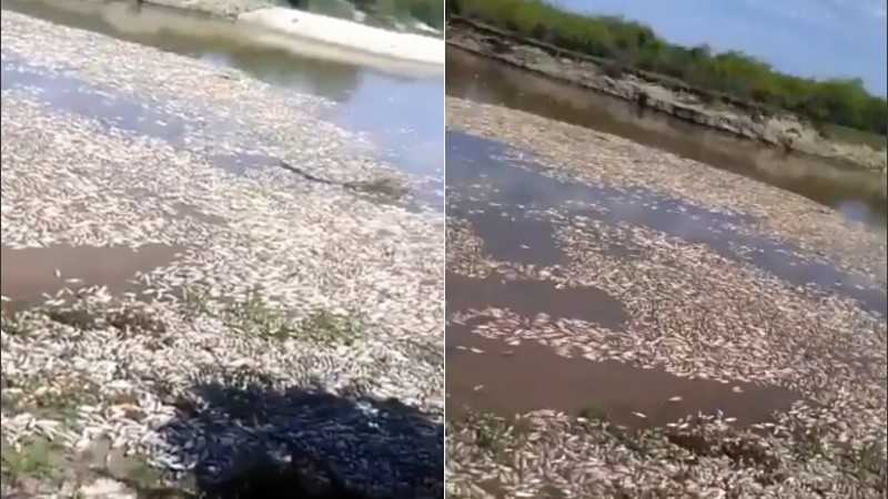 Las impresionantes imágenes de peces muertos en el río Salado