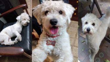 Papeliyo es buscado con desesperación por su familia.