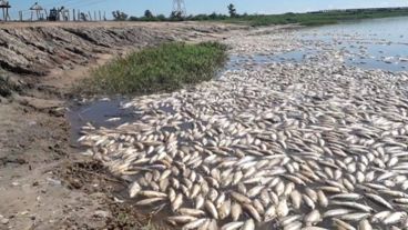 Peces muertos en el río Salado.