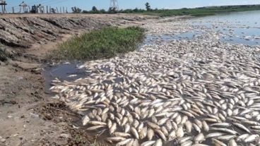 La histórica mortandad de peces comenzó los últimos días de noviembre.