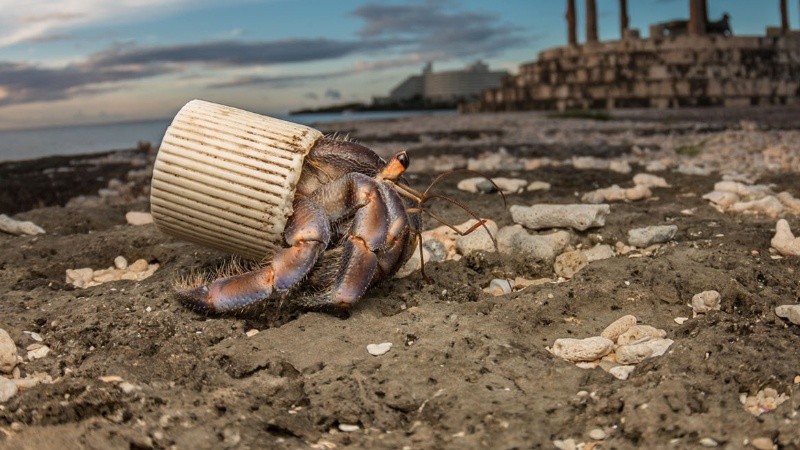 Animales y plásticos: fotos de ejemplos pero en el mar; buscan en el río o en la ciudad.