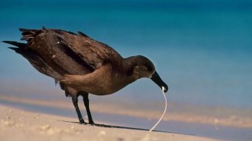 Animales y plásticos: fotos de ejemplos pero en el mar; buscan en el río o en la ciudad.