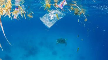 Animales y plásticos: fotos de ejemplos pero en el mar; buscan en el río o en la ciudad.