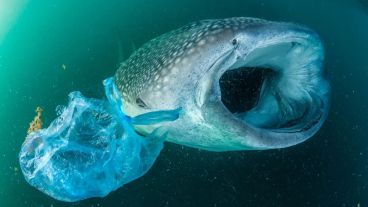 Animales y plásticos: fotos de ejemplos pero en el mar; buscan en el río o en la ciudad.