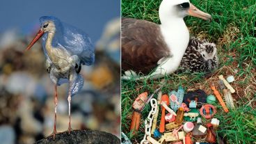 Animales y plásticos: fotos de ejemplos pero en el mar; buscan en el río o en la ciudad.