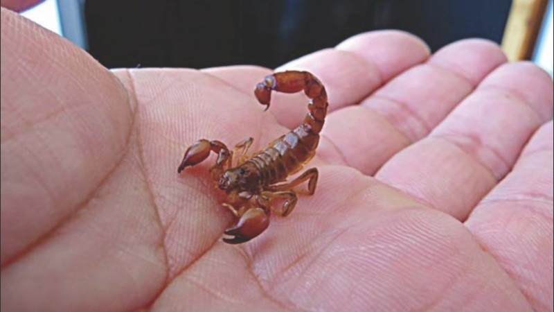 La especie más común presente en el territorio santafesino es especialmente para la salud de los niños.