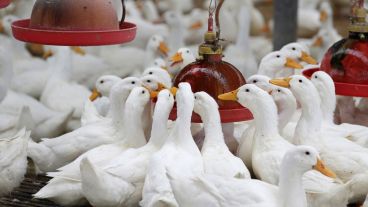 Todos los patos de la granja fueron sacrificados.