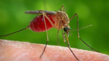 Los mosquitos pican con furia.