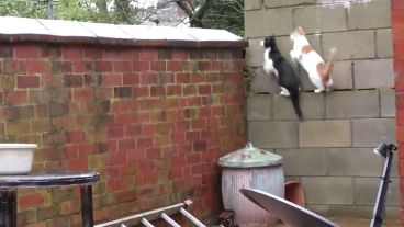 Los gatos saltan sobre una pared en perfecta sincronía.