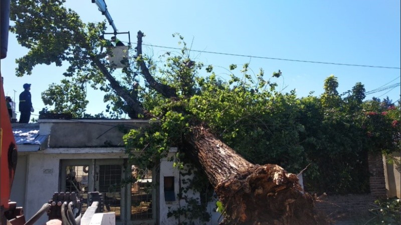 La casa de Lidia, atravesada por un árbol desprendido de raíz a causa del viento. 