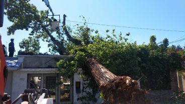 La casa de Lidia, atravesada por un árbol desprendido de raíz a causa del viento.