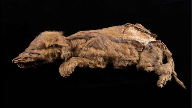  Aunque el análisis de Zhùr dio a los investigadores muchas respuestas sobre los lobos del pasado, surgieron otras dudas sobre Zhùr y su familia. 