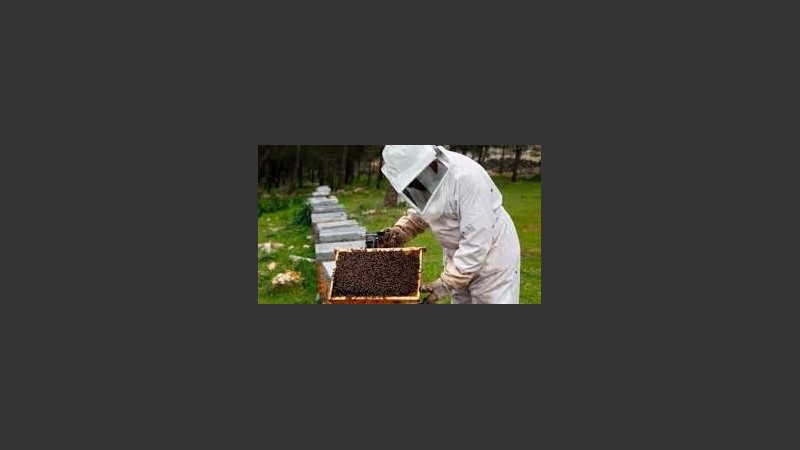 La producción apícola, una de las beneficiadas por las nuevas medidas