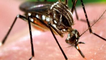 Con ustedes, el Aedes Aegypti.