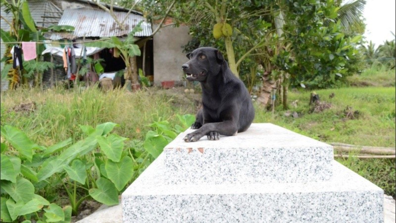 Mino se instaló sobre la lápida, el lugar en el que más tiempo pasa desde hace 3 años.