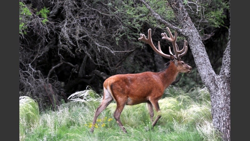 Además de los animales encontraron numerosas armas de fuego.