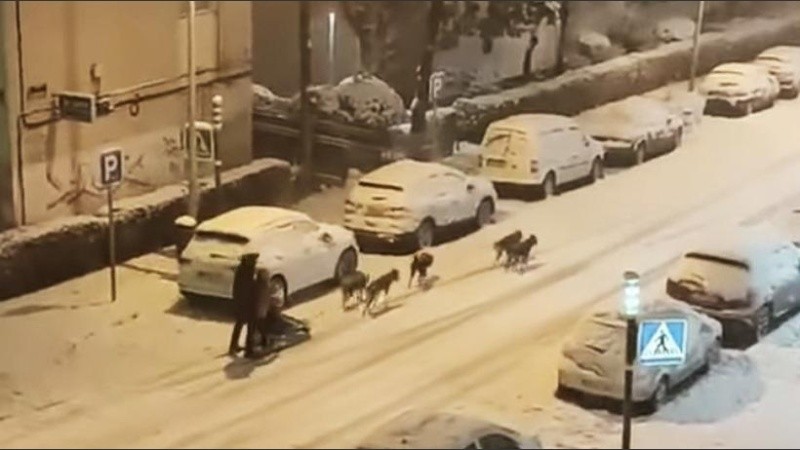 Se trata de un madrileño experto en carrera de trineos.