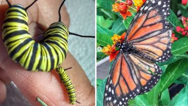 El proyecto "La oruguita" cada vez suma más adeptos.