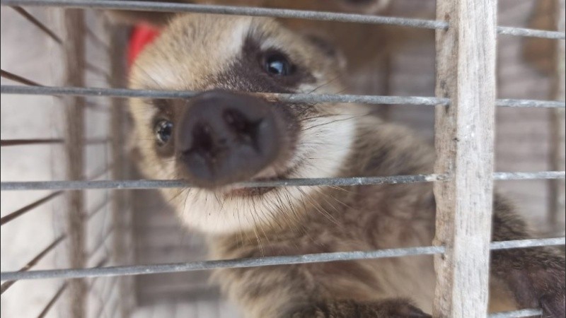 Se procedió al secuestro de la totalidad de los animales.