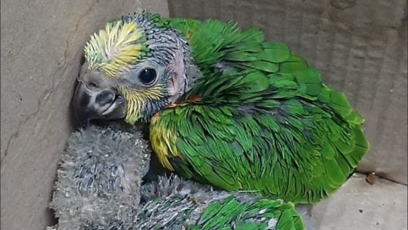 Se procedió al secuestro de la totalidad de los animales.