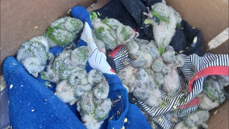 Se procedió al secuestro de la totalidad de los animales.