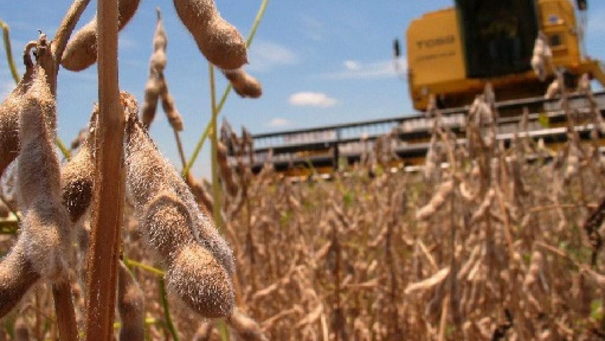 Los valores de la soja y el maíz siguen en alza