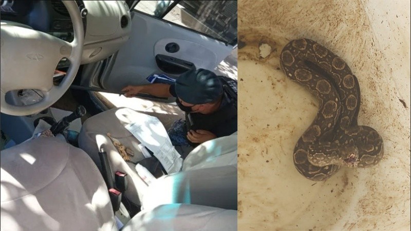 Efectivos de la Patrulla Ambiental que trabajaron en el lugar contaron que la serpiente estaba 