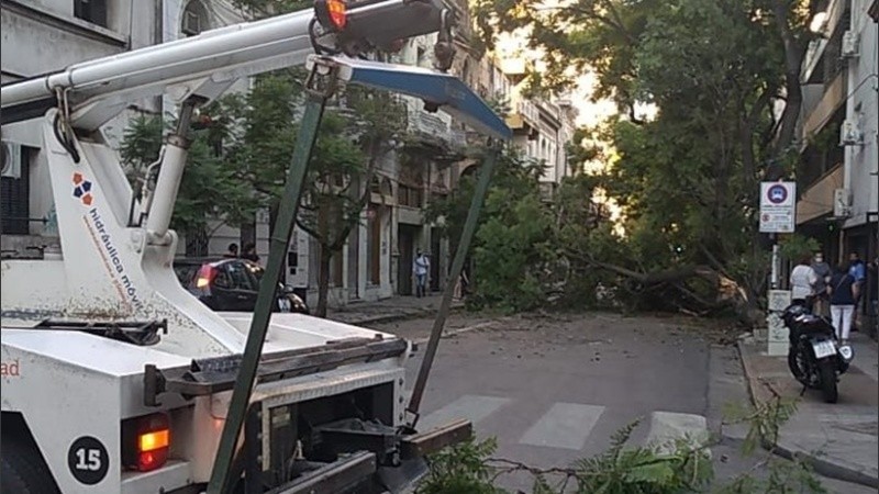 El árbol cayó este lunes a la tarde en calle San Lorenzo entre Roca y Paraguay.