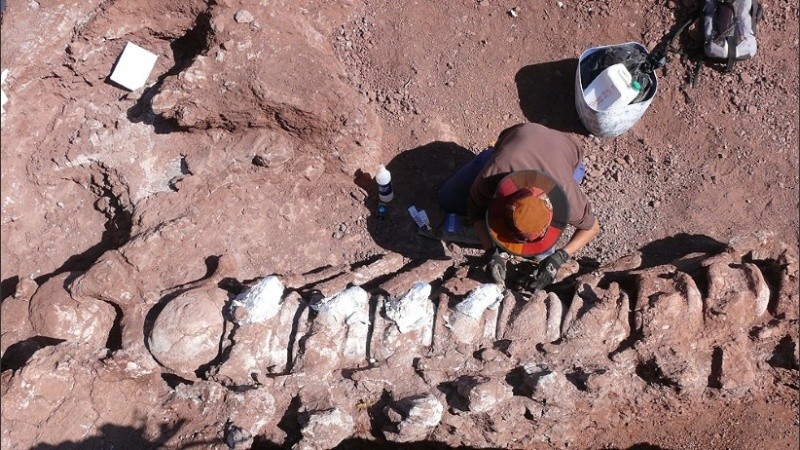 Los huesos encontrados superan en un 10 o 20 por ciento en tamaño a los de Patagotitan mayorum, el dinosaurio más grande conocido hasta la actualidad.     