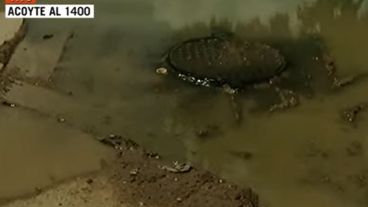 "Estas cloacas están mal hechas. Es vergonzoso", reclaman.