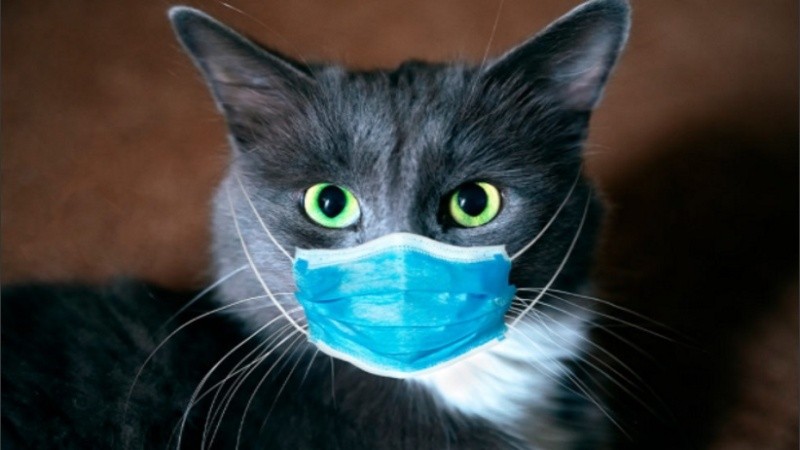 Son las personas las que contagian el covid a sus animales domésticos.