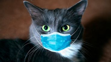 Son las personas las que contagian el covid a sus animales domésticos.