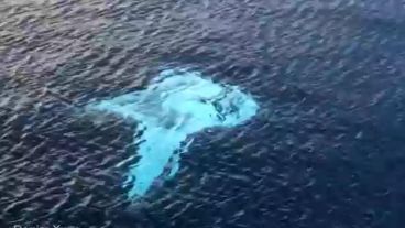 Las rayas gigantes son las que habitan en el archipiélago de Revillagigedo.