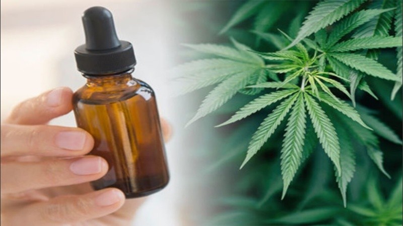Muchos consumidores elaboran su propio aceite de cannabis.