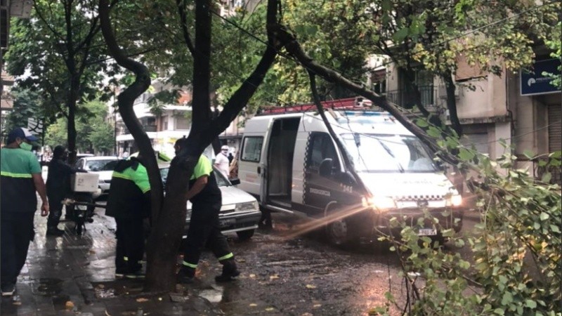 Una rama se cayó en medio de Roca al 400.